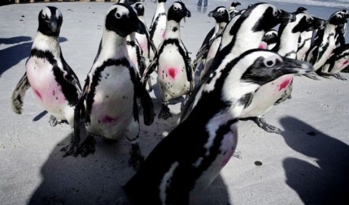 Архив. Свободу пингвинам! (13 фото)