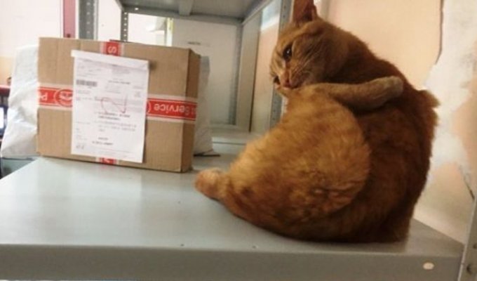 В отделениях «Почты России» начался кошачий флешмоб. А всё из-за одного необычного работника из Омска (8 фото)