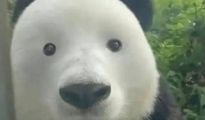 Как будет выглядеть панда без черных кругов вокруг глаз (2 фото)