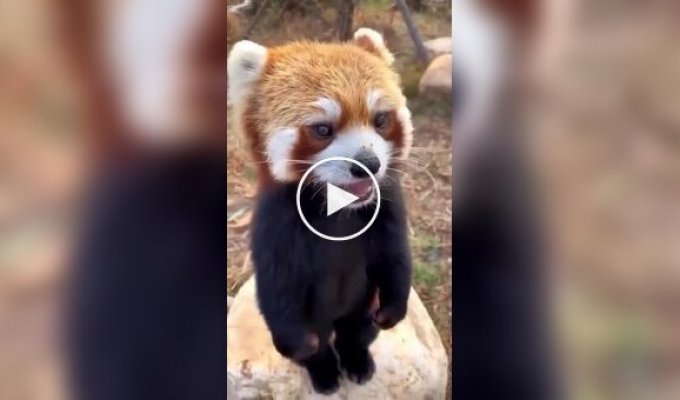 Did you know that the red panda has no pads on its paws