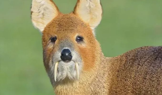 Vampire deer from Asia (4 photos + video)