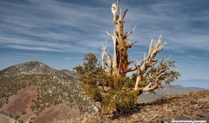 Древнейшее дерево Земли (6 фотографий)