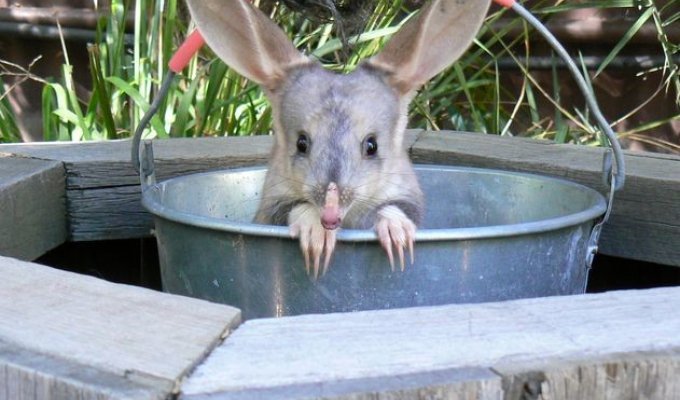 Необычная фауна Австралии: Бандикут (9 фото)
