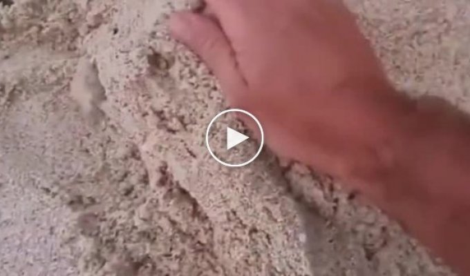 The cat that likes to be buried in the sand
