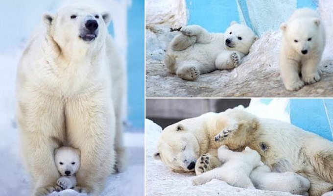 Белые медвежата в зоопарке Новосибирска впервые вышли из берлоги! (9 фото)