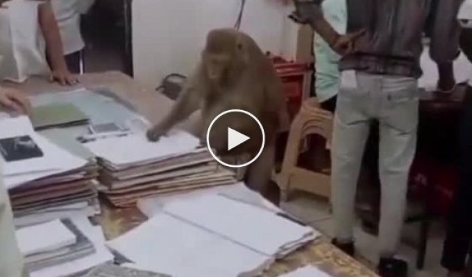 В Индии обезьяна вписалась в рабочий коллектив госучреждения