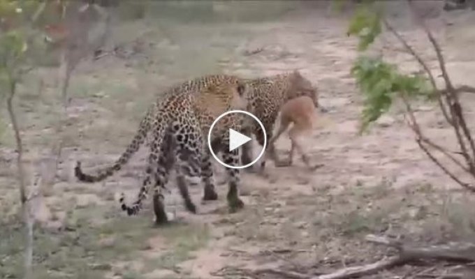 Самка леопарда учит детенышей охотиться