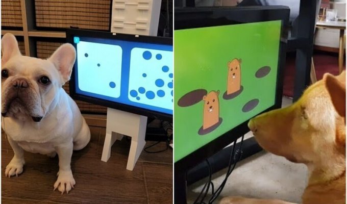 Стартап изобрёл для собак игровую консоль (4 фото + 1 видео)