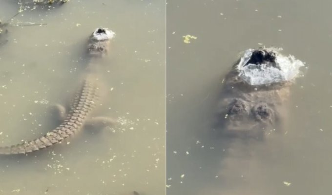 An American filmed an alligator frozen in a pond (3 photos + 2 videos)