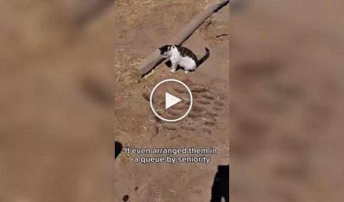 A cat had a wonderful hunt