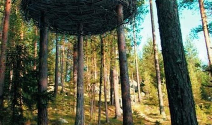 Гостиница на деревьях (14 фото)