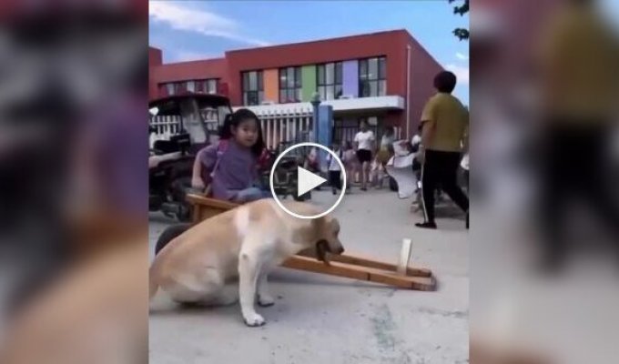 В Китае собачка каждый день забирает свою хозяйку из школы на собственной мини-колеснице