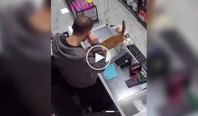 A cat regularly comes to a store for hugs in Turkey