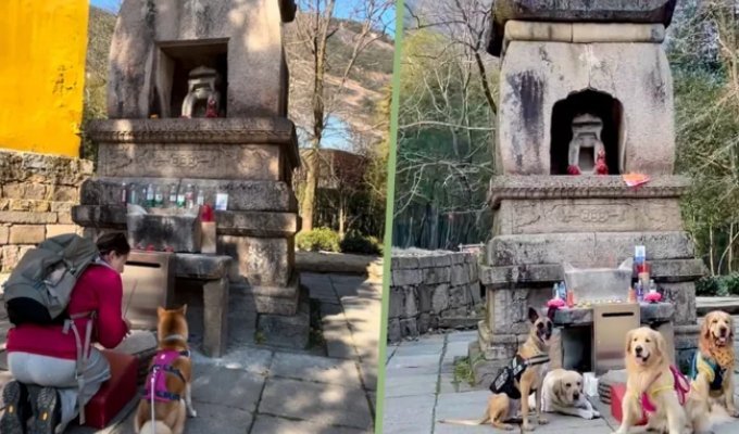 Китайцы заставляют собак помолиться (6 фото)