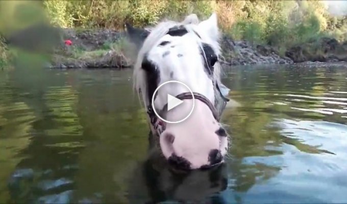 Лошадка забавно пускает воздушные пузыри под водой