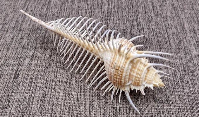 Murex: Who Lives in the Most Beautiful Shell (10 photos)
