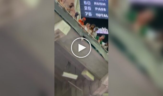 Котодрама на стадионе
