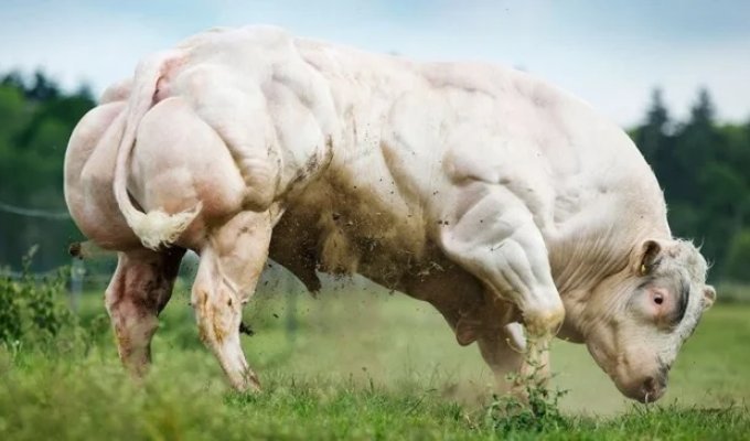 A detailed analysis of all types of real bulls (22 photos)