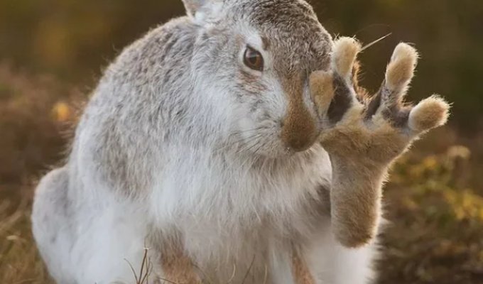 To Survive, Hares Break Bones—Their Own and Others' (14 Photos)