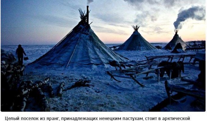 Жизнь в суровых условиях арктической тундры (23 фото)