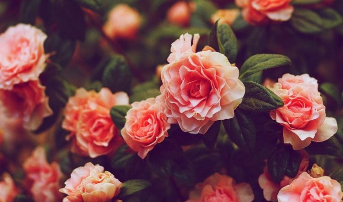 10 самых дорогих цветов в мире (11 фото)