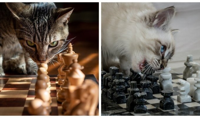 Вусаті гросмейстери (30 фото)