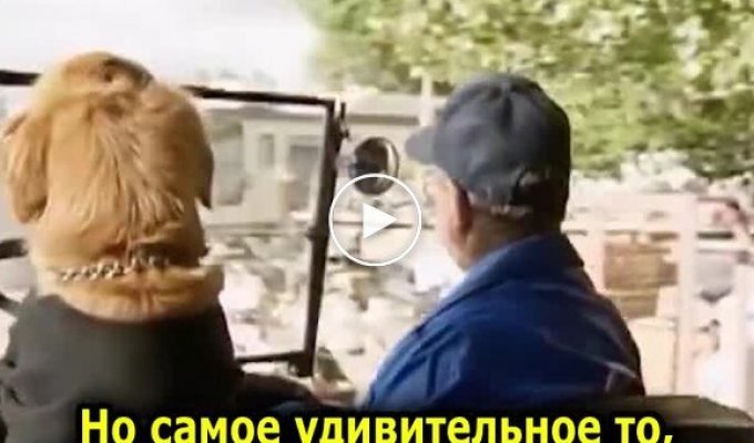 Автошкола для собак