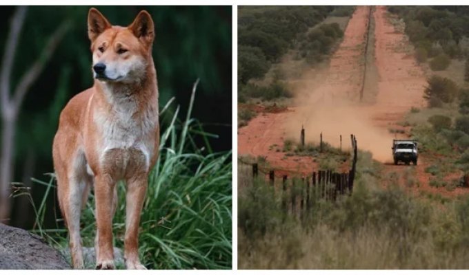 Dingo Fence - reasons for the construction of the longest fence in the world and the consequences of this decision (13 photos + 1 video)