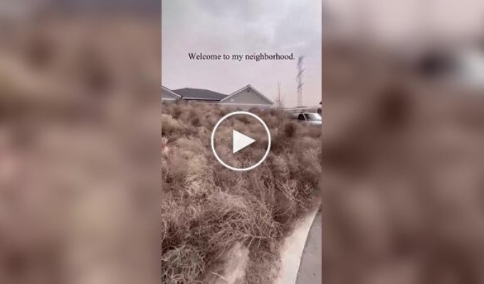 Tumbleweeds have taken over an American town in Utah