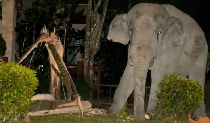 Furious rage: elephants take revenge on people (5 photos)