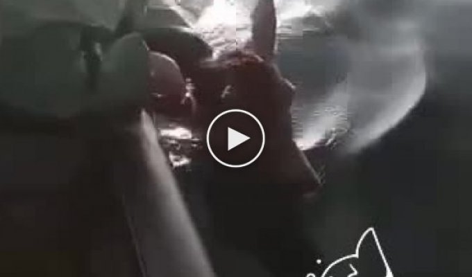 В Анапе рыбаки спасли тонущего оленя и целый час буксировали его к берегу