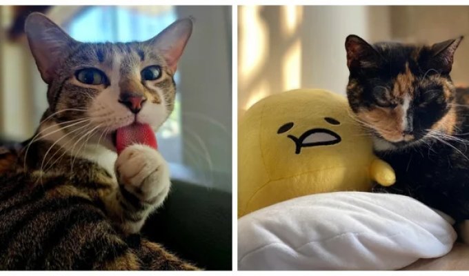Кошачьи мечты: 20 занятий котиков в минуты лирического настроения (21 фото)