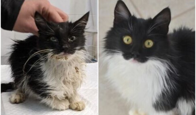 20+ фото кошек до и после спасения, которые греют душу (30 фото)