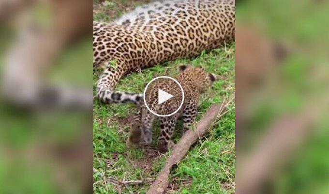 Детеныш леопарда устроил охоту на хвост мамы