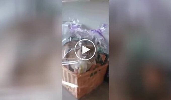 A cat climbed into a gift basket