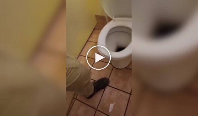 В Австралии ковровый питон забрался в унитаз в парке