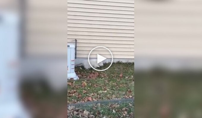 В США засняли жирненького опоссума-альбиноса