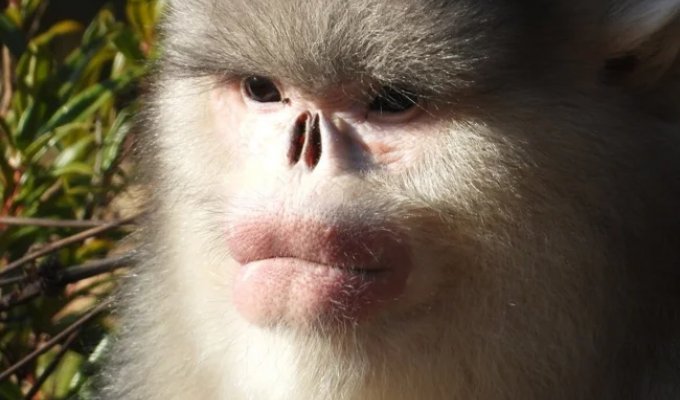 Snub-nosed monkey: the consequences of mountain life (10 photos)