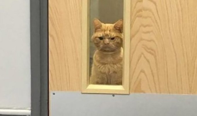 Кот Сол - самый суровый кот интернета (5 фото)