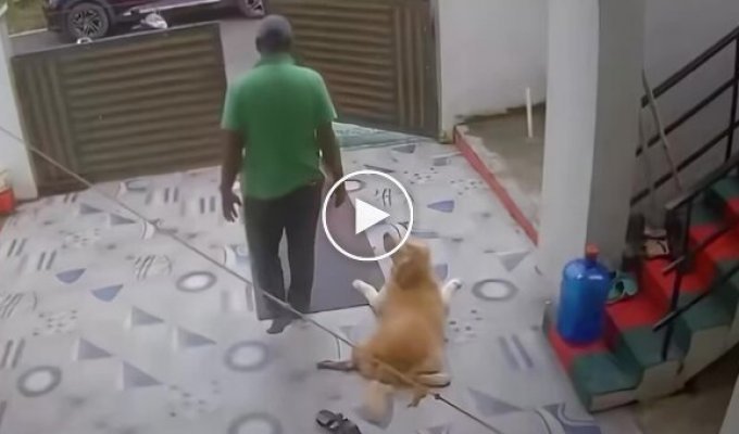 Пес притворился, что у него болит лапа, чтобы хозяин его погладил