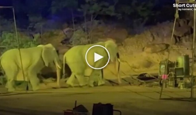 Відвідувачі китайського парку виявили, що «слони» виявилися людьми в костюмах.