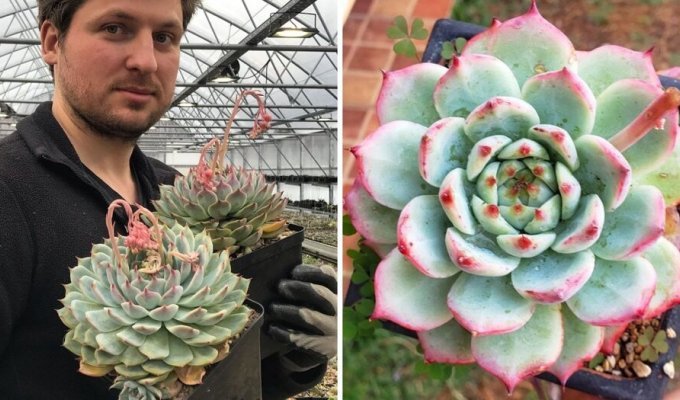 17 real plant names that sound so funny that you couldn’t come up with them on purpose (18 photos)