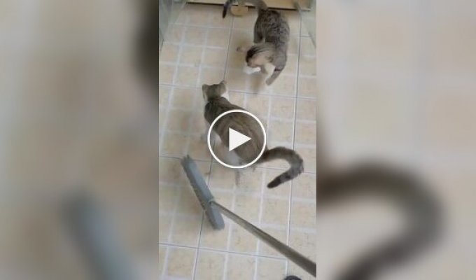 Коты мешают хозяйке подметать