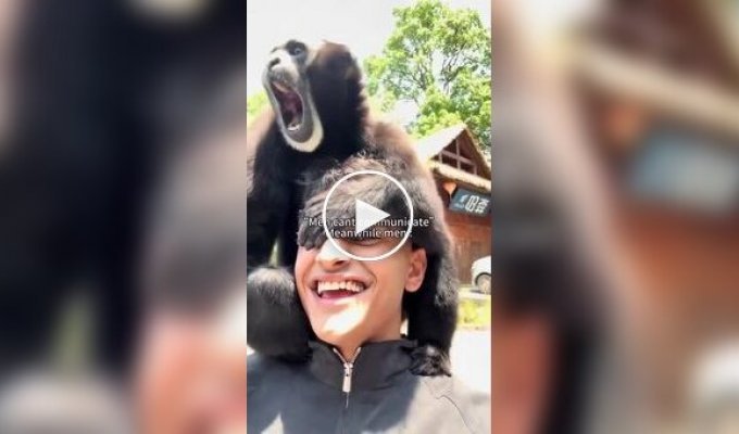 A conversation with a gibbon—no translator needed