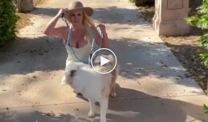 Бедное животное!: Бритни Спирс опубликовала странное видео с собакой