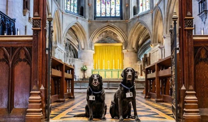 Labradors were taken to serve in Tewkesbury Abbey (9 photos)