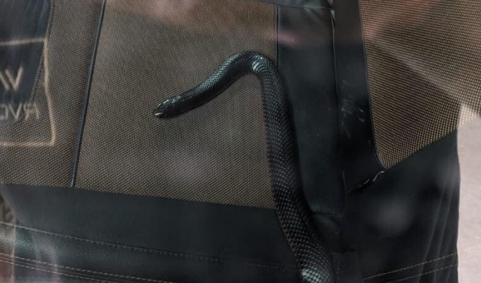 Женщина подружилась с ядовитой змеей, которая заползла в её машину (3 фото + 1 видео)