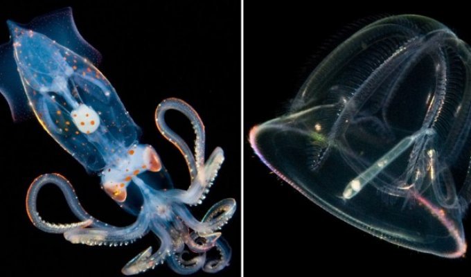 Cветящиеся жители подводных глубин (10 фото)