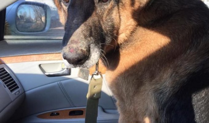 There was a shepherd dog walking among the cars on the highway (5 photos)