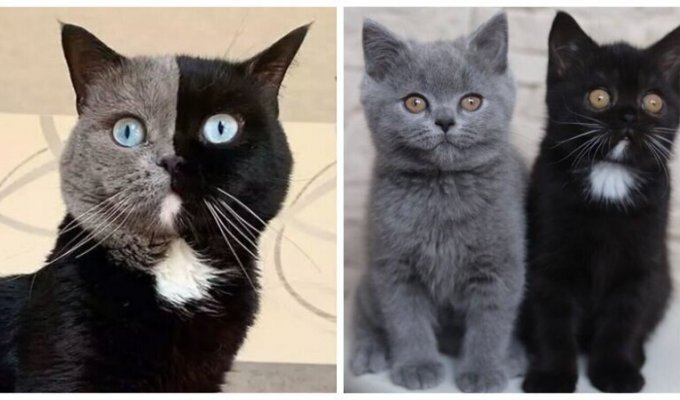 Кот с необычной черно-серой мордой стал отцом - и вот как выглядят его отпрыски (13 фото)